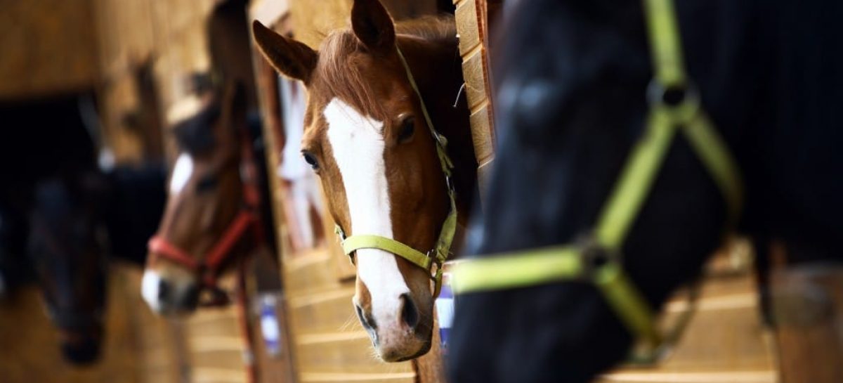 4 Amazing Health Benefits of Owning a Horse