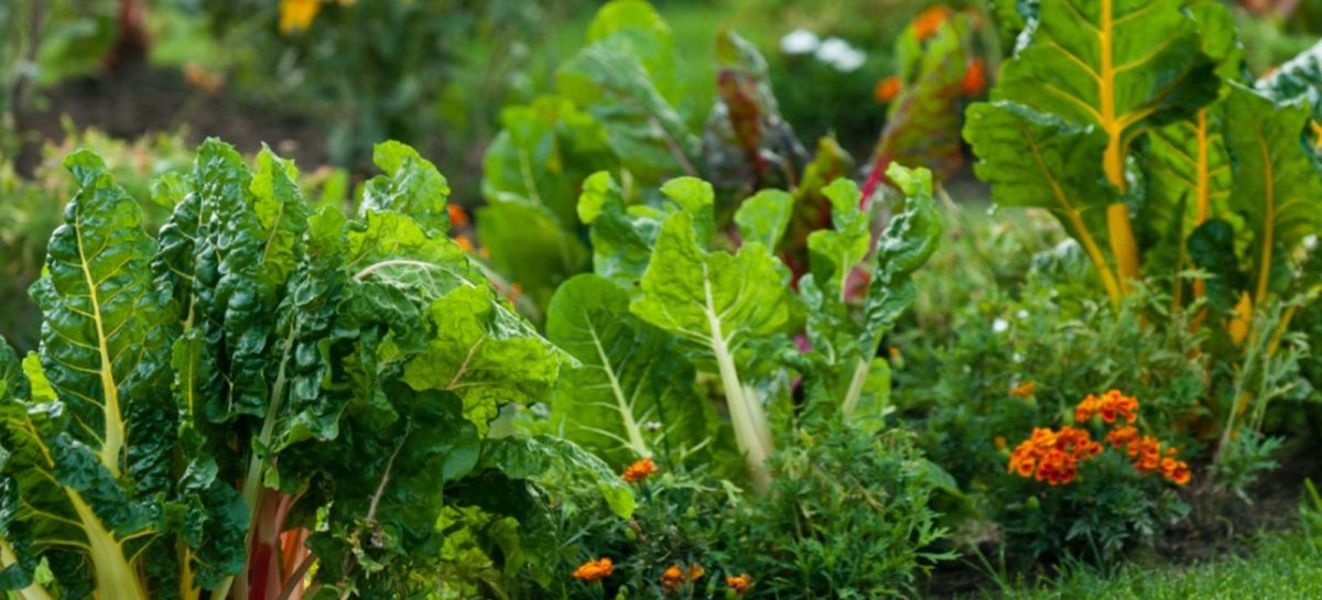 Easy To Grow Edible Plants